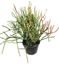 Firestick Pencil Cactus